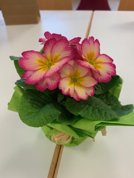 Ansicht Blume (Primel)