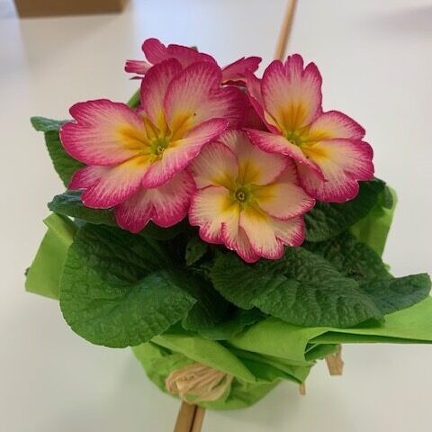 Ansicht Blume (Primel)