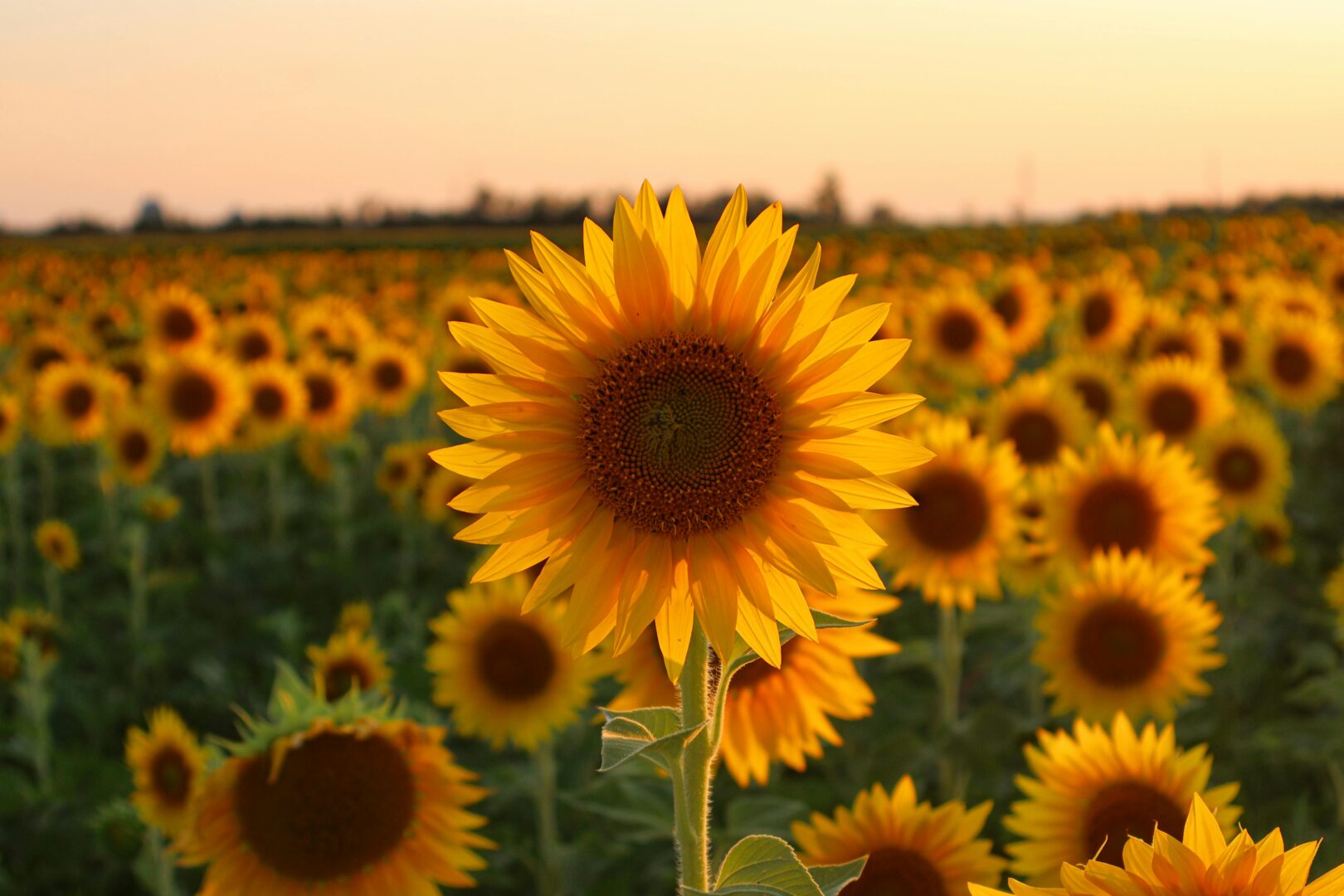 Sonnenblume