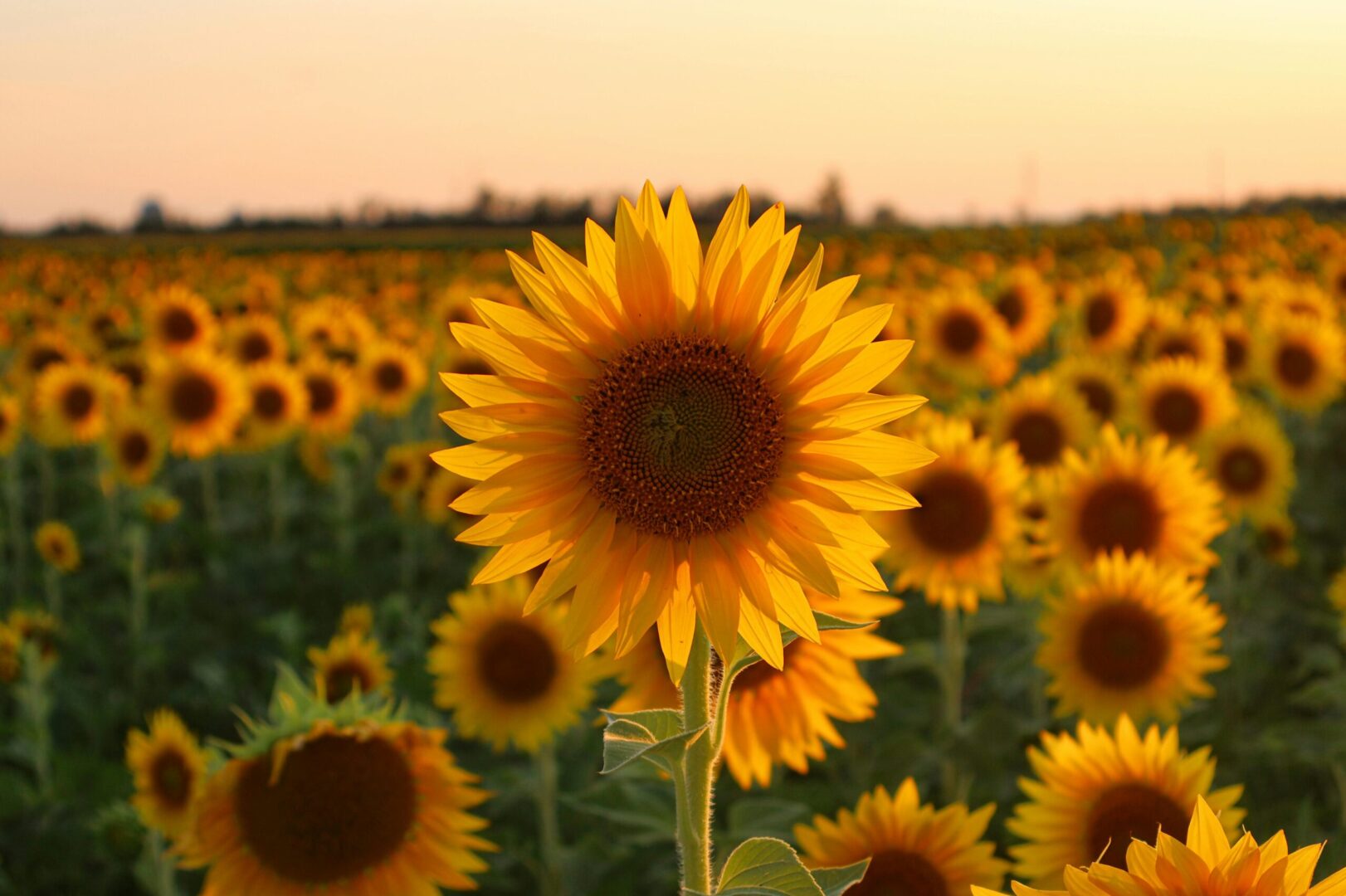 Sonnenblume