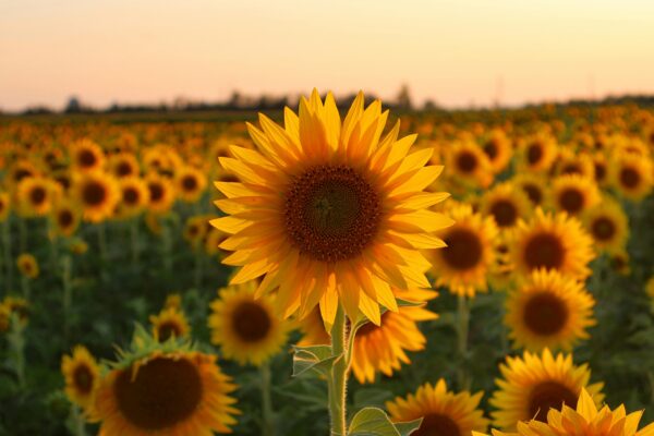 Sonnenblume