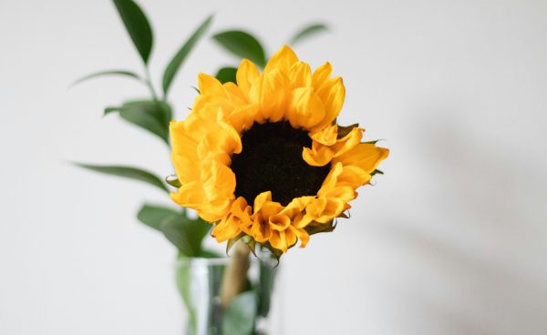 Sonnenblume in Vase vor hellem Hintergrund